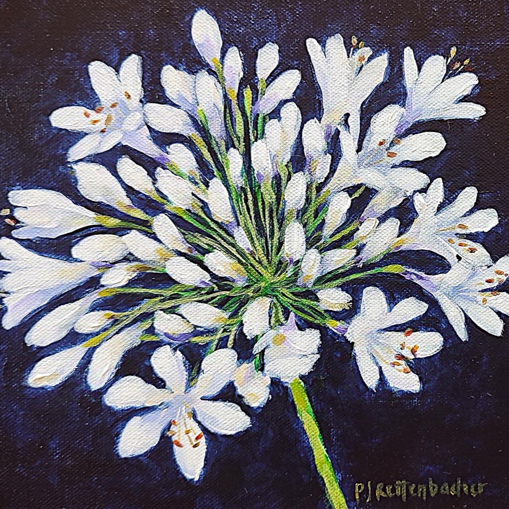 White Agapanthus